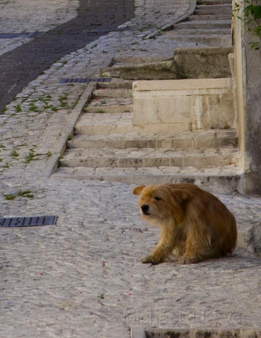 IMG_1000 copy dog.jpg - Caramanico Terme